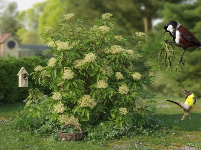 Dieser unterschätzte Strauch verwandelt Ihren Garten in ein Meisen-Paradies