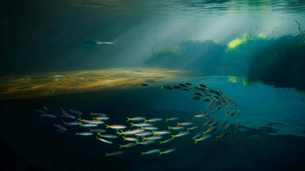 Fische treffen eine Entscheidung, die alles verändert, und merken es erst später