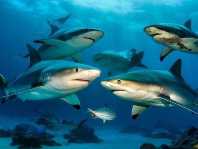 Forscher entdecken: Gefährliche Bullenhaie haben ein heimliches Sozialleben