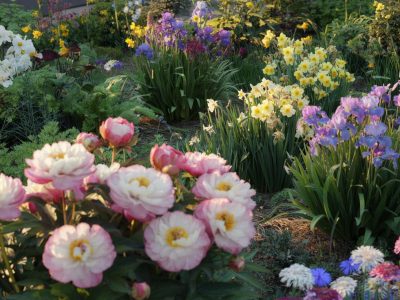 Gärtner verrät: Mit diesen Stauden blüht dein Garten jahrzehntelang