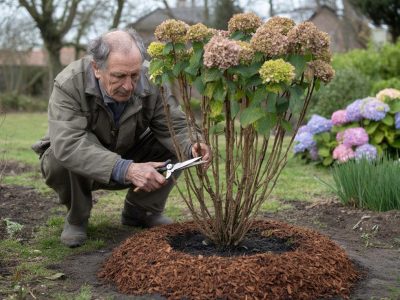 Monty Don’s March Trick: How to Explode Hydrangeas with Blooms