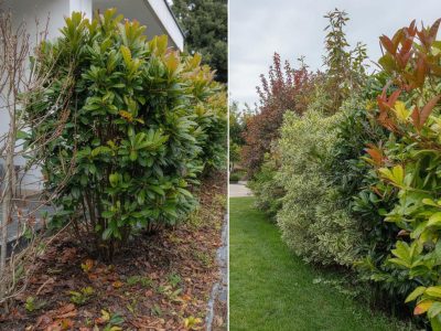 Populäre Photinia-Hecken vor dem Aus: Dieser Strauch wird 2026 zum neuen Star im Garten