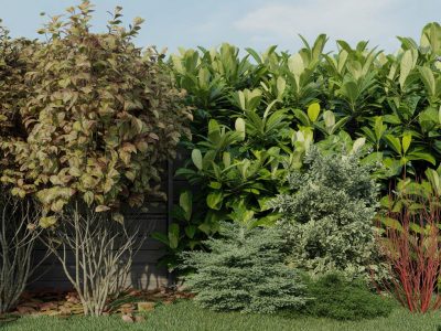 Schluss mit kränkelnden Photinia-Hecken: Dieser Strauch sorgt 2026 für stressfreie Farbe im Garten